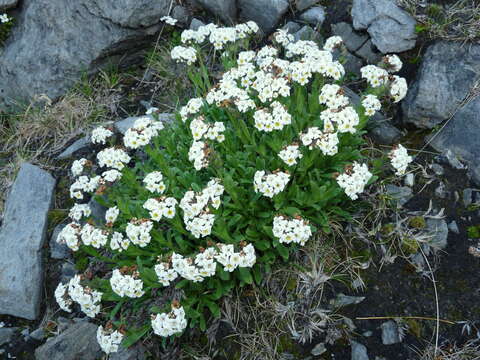 Imagem de Myosotis angustata Cheeseman