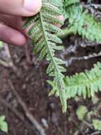 Image of Kunth's hacksaw fern