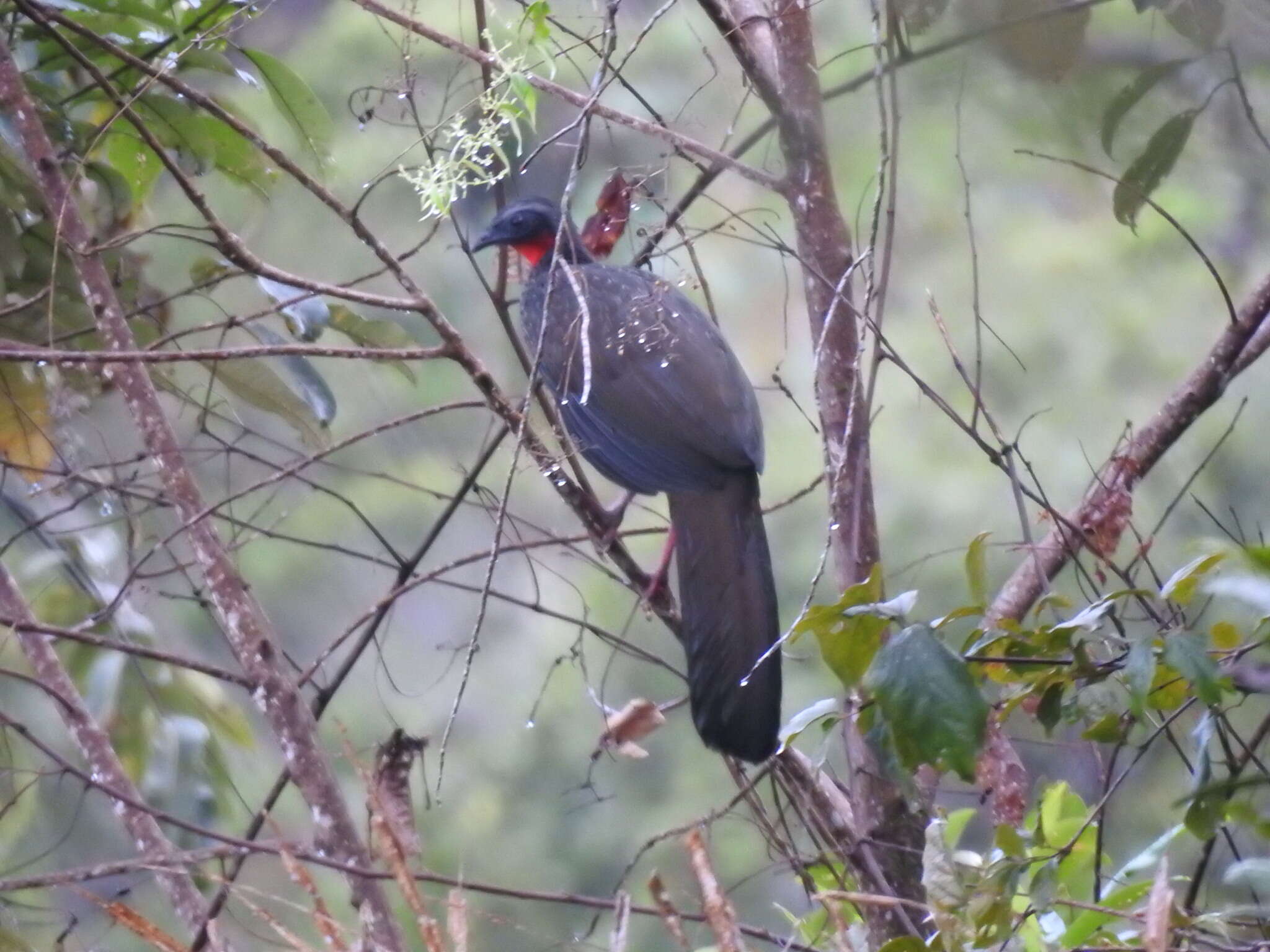 Image of Spix's Guan