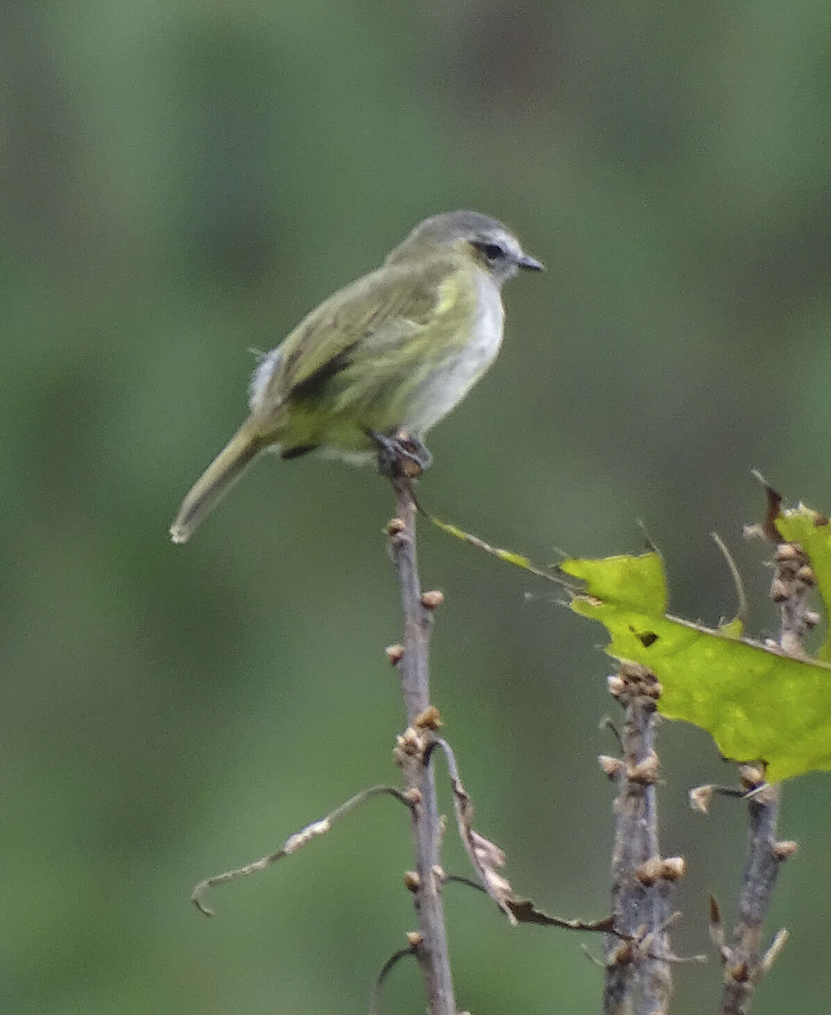 Image of Guatemalan Tyrannulet