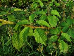 Image of Rubus hylocharis W. C. R. Watson