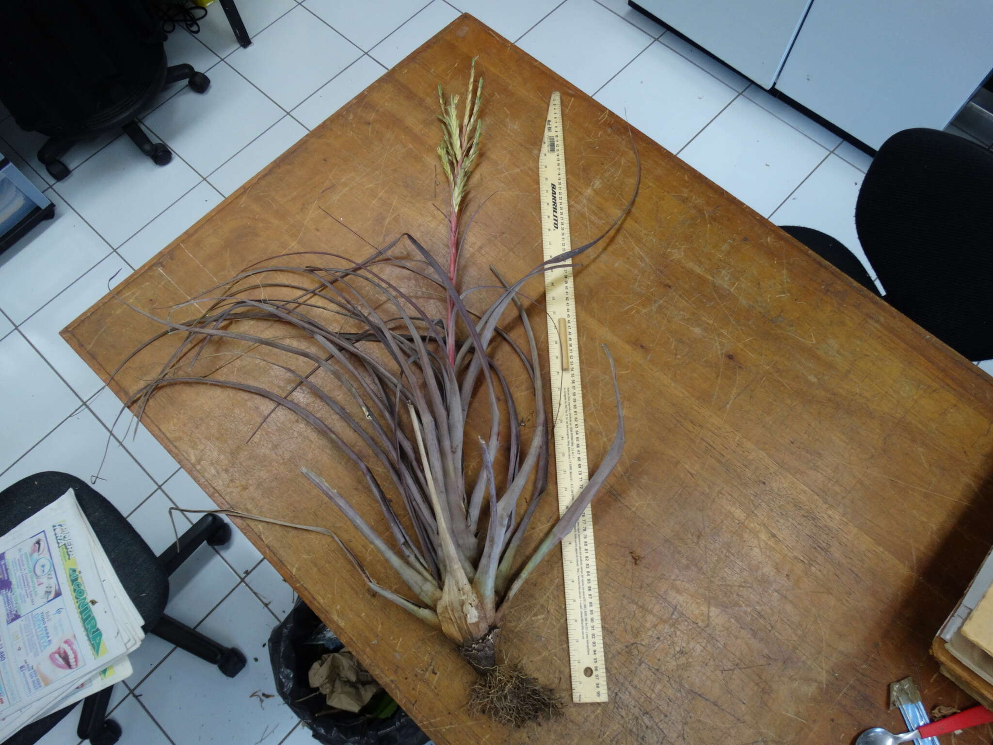 Image of Tillandsia mazatlanensis Rauh