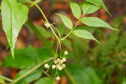 Image of White Elderberry
