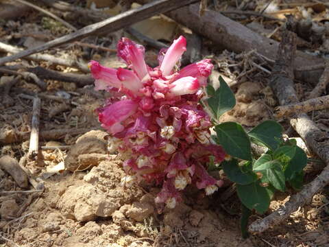 Image of Cistanche rosea Baker