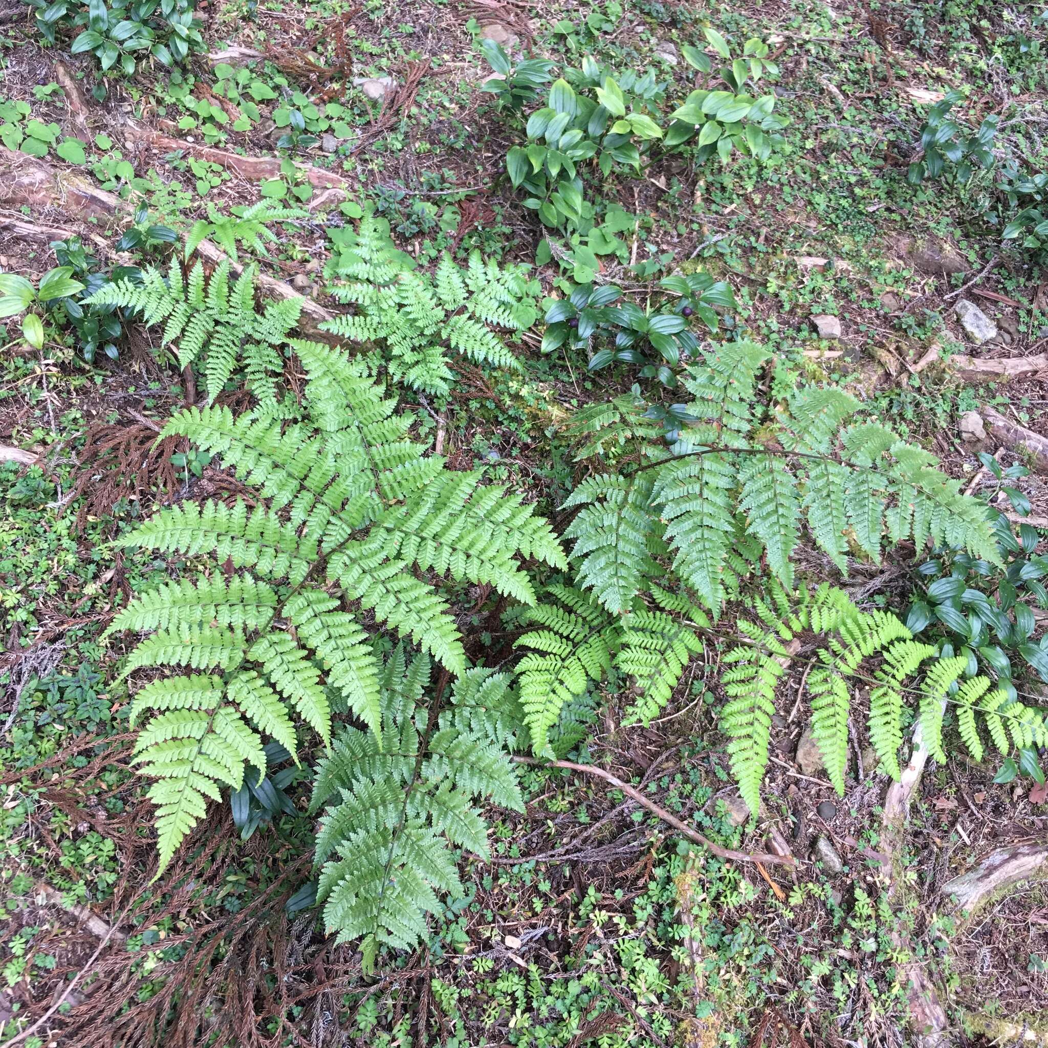 Sivun Dryopteris hendersonii (Bedd.) C. Chr. kuva