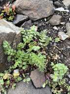 Image of Polemonium villosissimum (Hultén) D. F. Murray & Elven