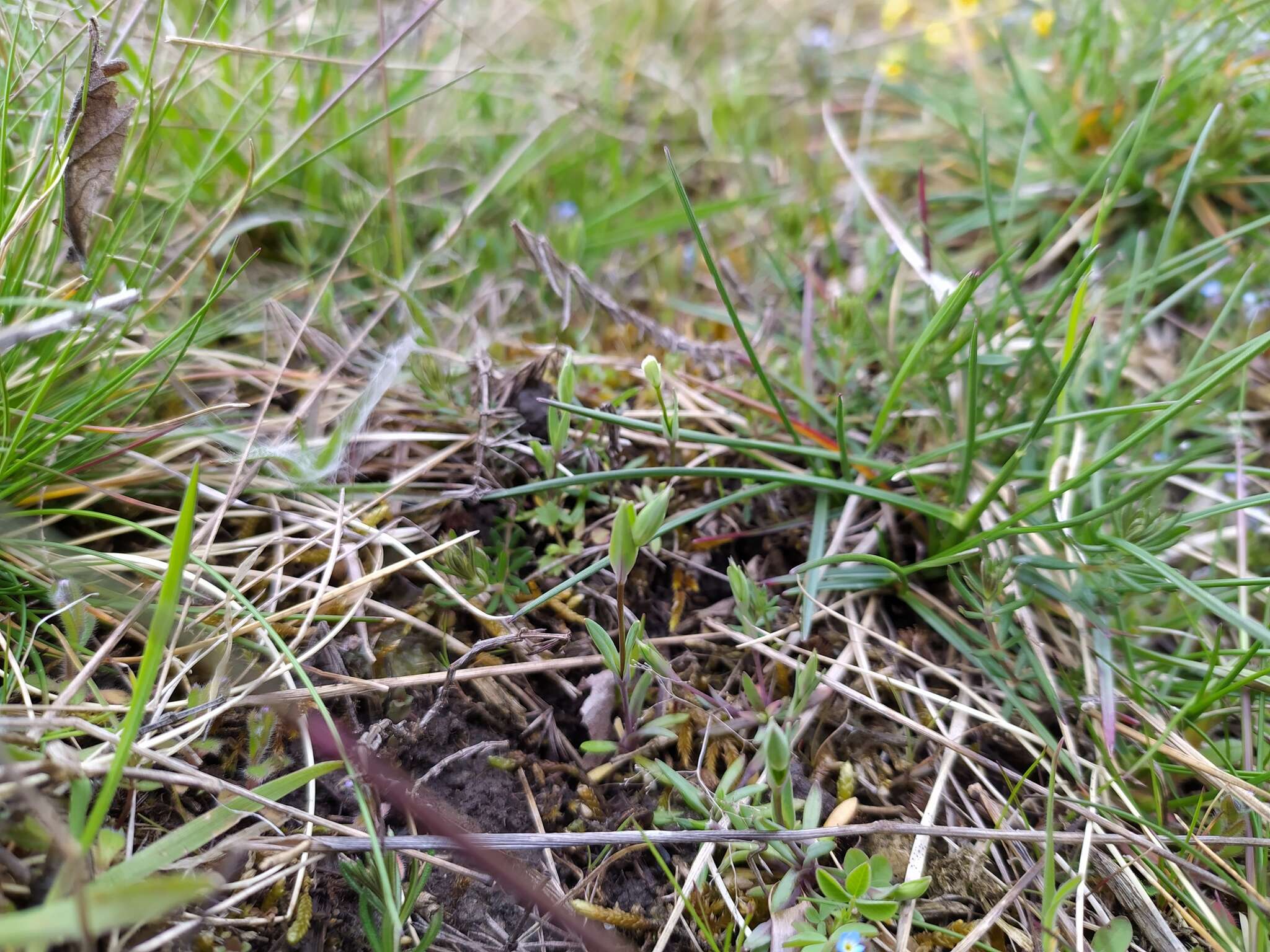 Image of upright chickweed