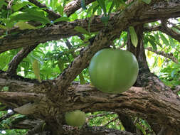 Image of common calabash tree