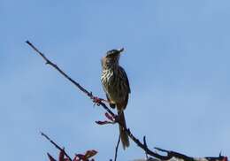 Image of Karoo Prinia