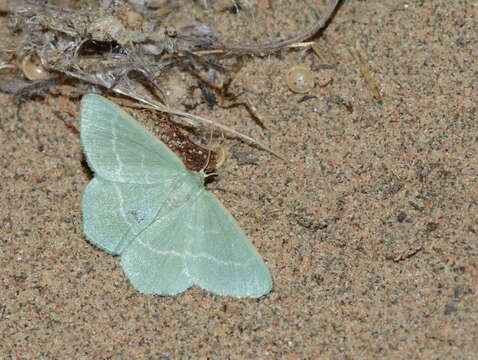 Image of small grass emerald