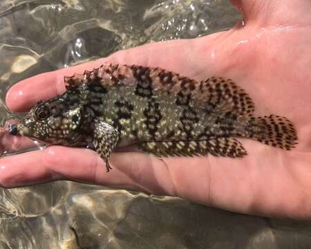 Image of Masquerader hairy blenny