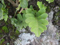 Plancia ëd Polypodium macaronesicum subsp. macaronesicum