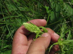 Image of Melampyrum argyrocomum Fisch. ex Steud.