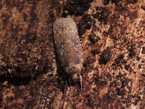 Image of Agonopterix heracliana Linnaeus 1758