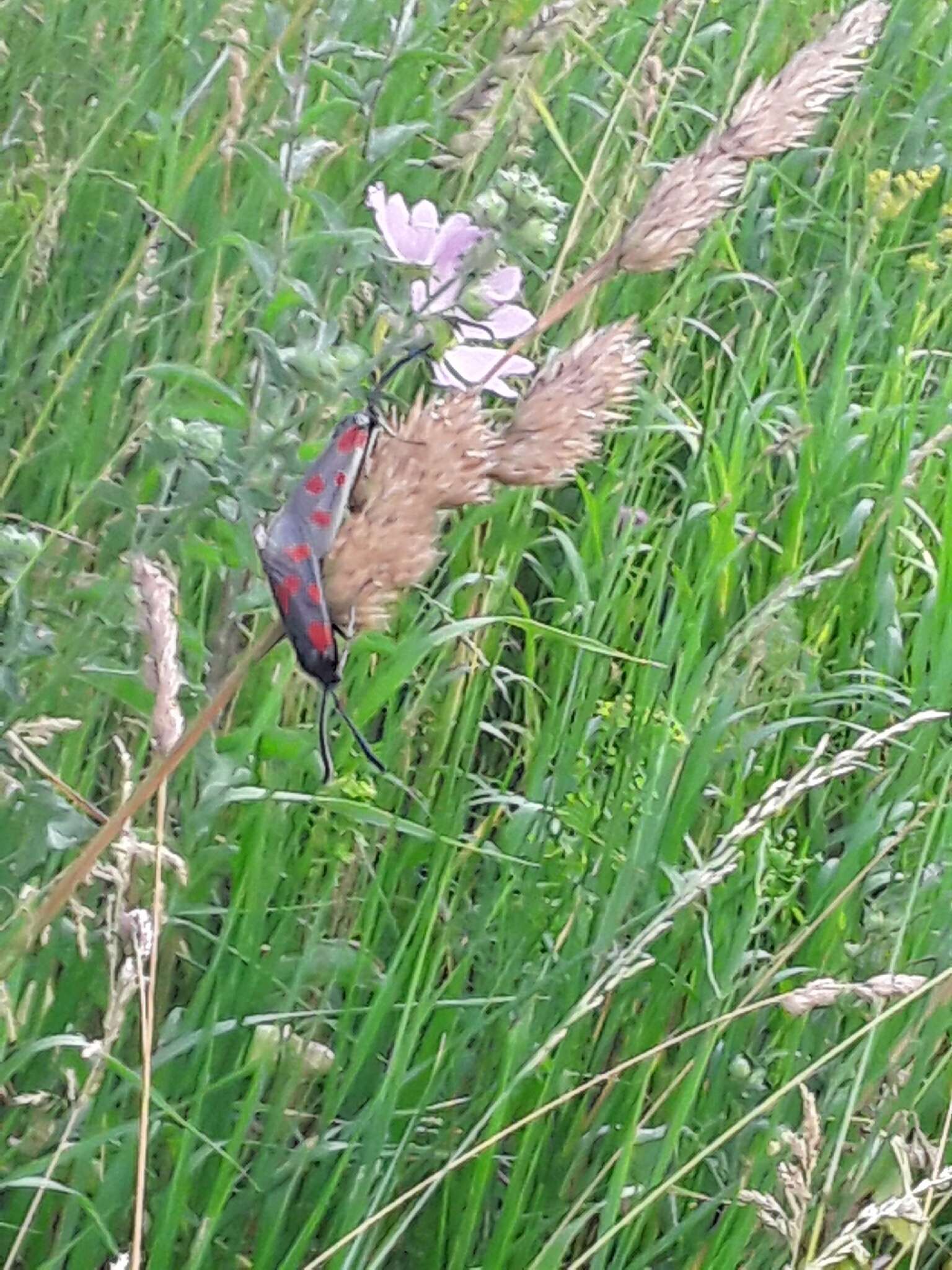 Plancia ëd Zygaena centaureae Fischer de Waldheim 1832