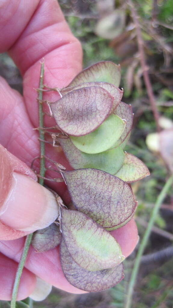 Image of Lessertia capensis (P. J. Bergius) Druce