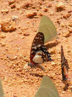 Image de <i>Graphium <i>angolanus</i></i> angolanus