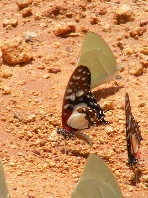 Image de <i>Graphium <i>angolanus</i></i> angolanus