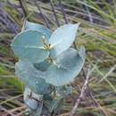 Eucalyptus cordata subsp. cordata resmi