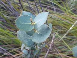 Image of Eucalyptus cordata subsp. cordata