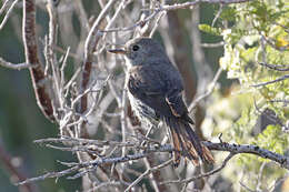 Image of American Grey Flycatcher