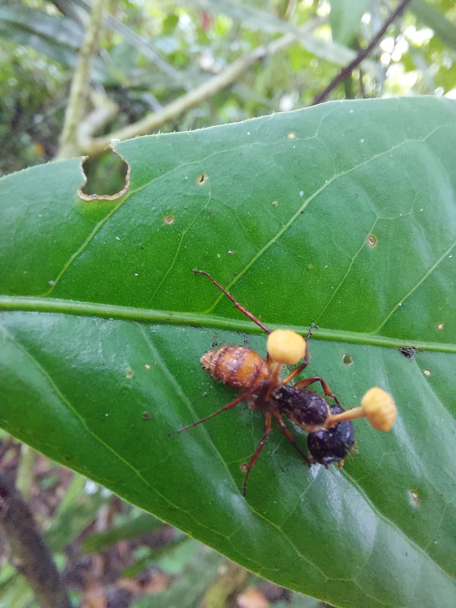 Image of Ophiocordyceps lloydii (H. S. Fawc.) G. H. Sung, J. M. Sung, Hywel-Jones & Spatafora 2007