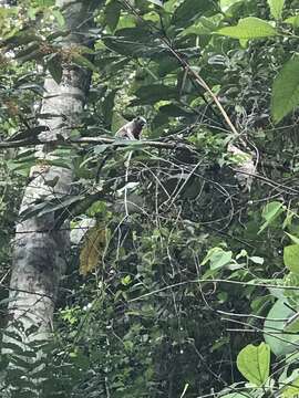 Image of Silvery-brown Bare-face Tamarin