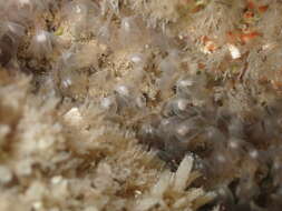 Image of white colonial phoronid