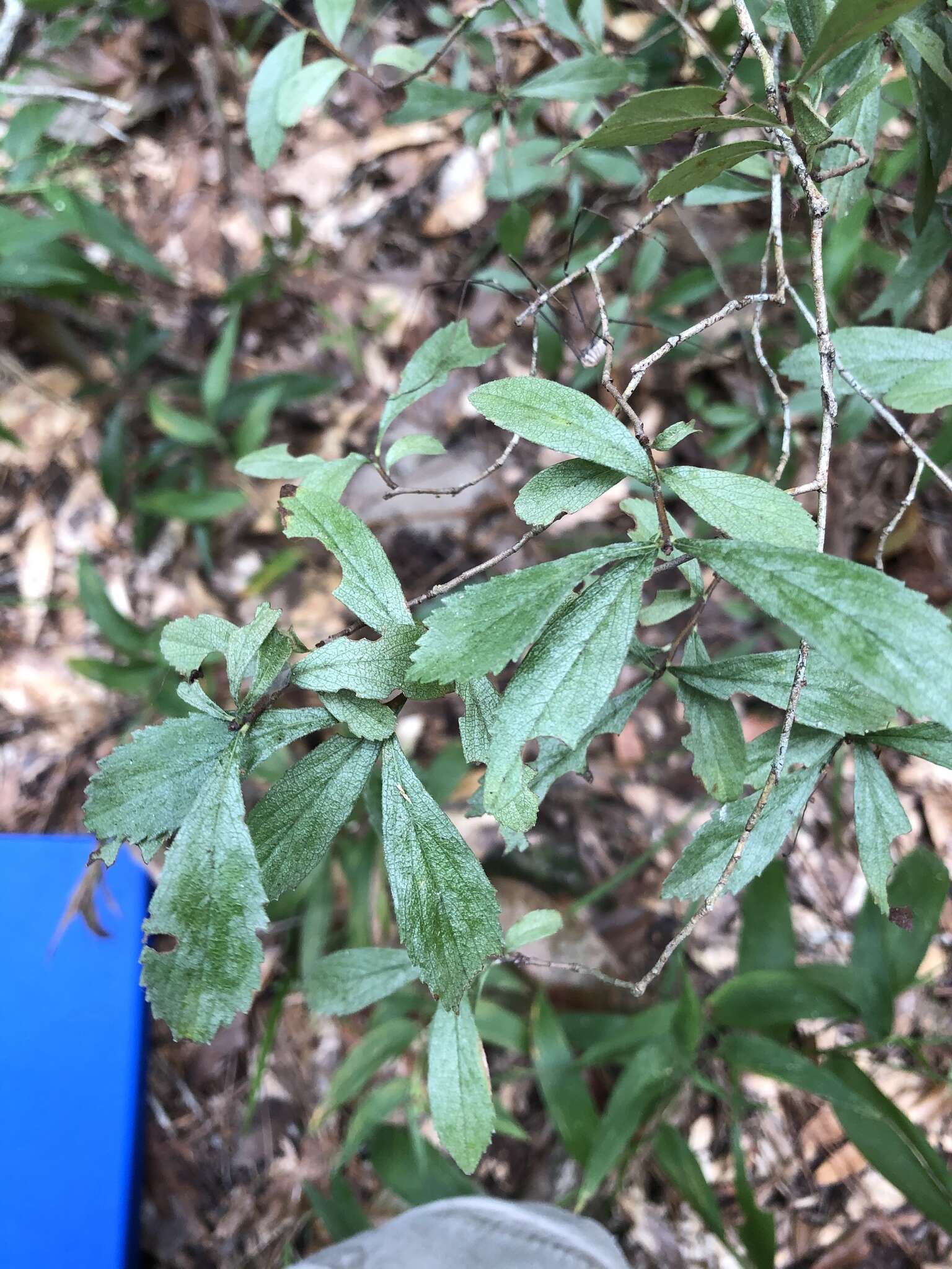 Image of dwarf hawthorn