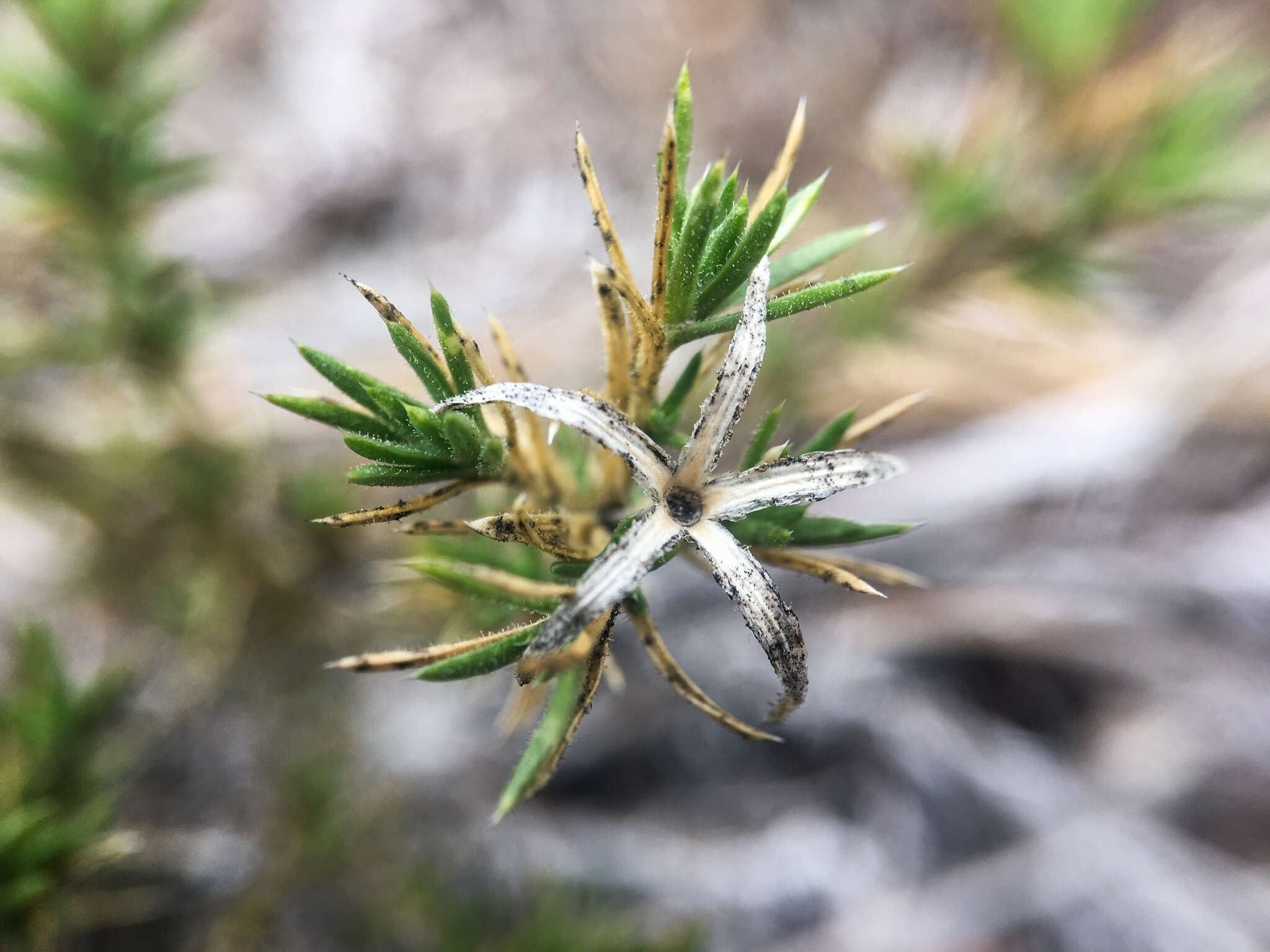 Image of Phlox caespitosa subsp. caespitosa