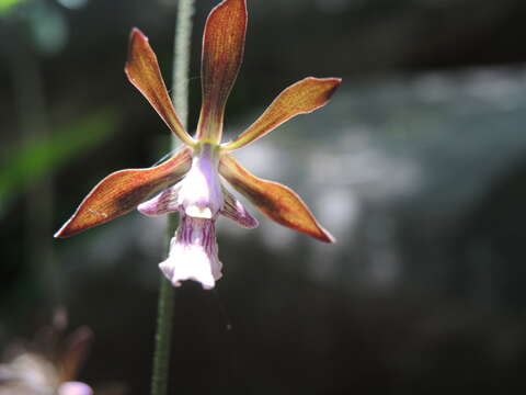 Image of Encyclia acapulcensis