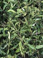 صورة Jasminum simplicifolium G. Forst.