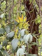 Image of Agelanthus pungu (De Wild.) R. M. Polhill & D. Wiens