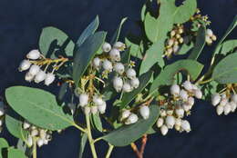 Image of Arctostaphylos incognita J. E. Keeley, A. Massihi, J. Delgadillo Rodriguez & S. A. Hirales