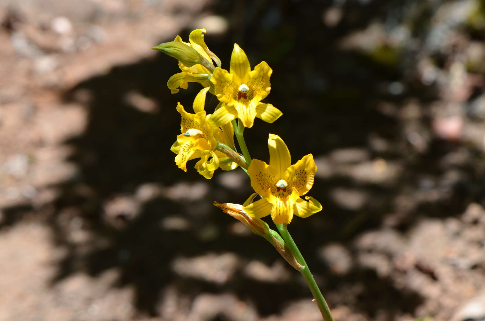 Image of Chloraea gavilu Lindl.