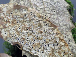 Image of Map Fungus