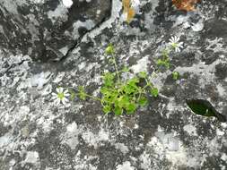 Imagem de Stellaria cuspidata Willd. ex Schltdl.