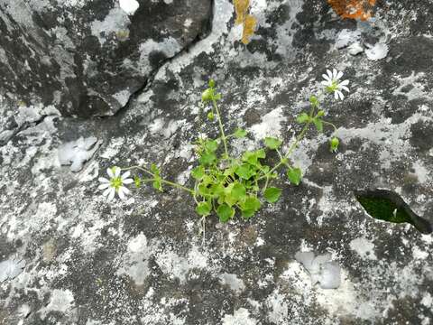 Image of Mexican Starwort