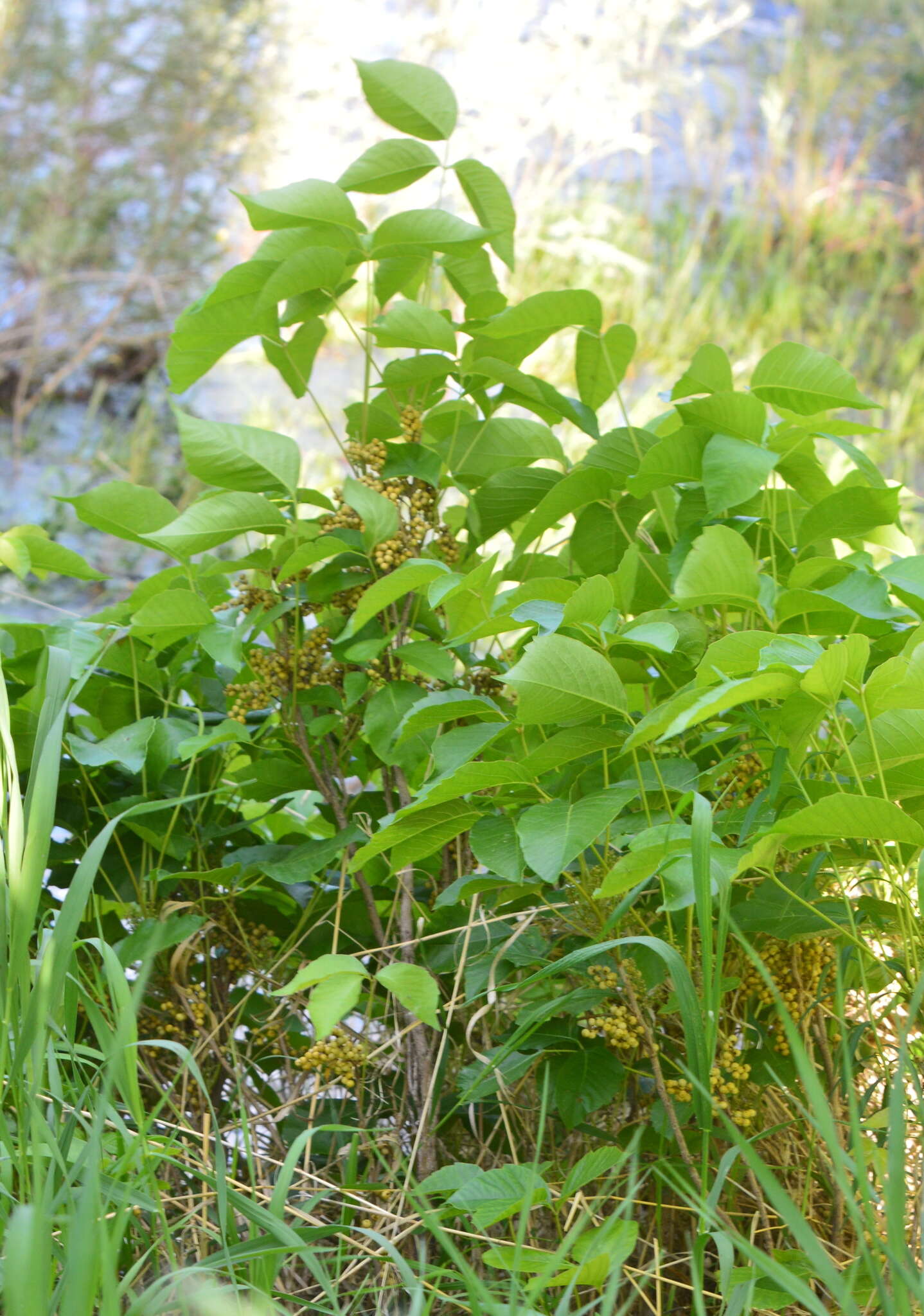 Sivun Toxicodendron rydbergii (Small ex Rydb.) Greene kuva