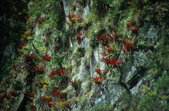 Image of Tillandsia machupicchuensis Gouda & J. Ochoa