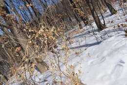 Image of Vicia amurensis Oett.