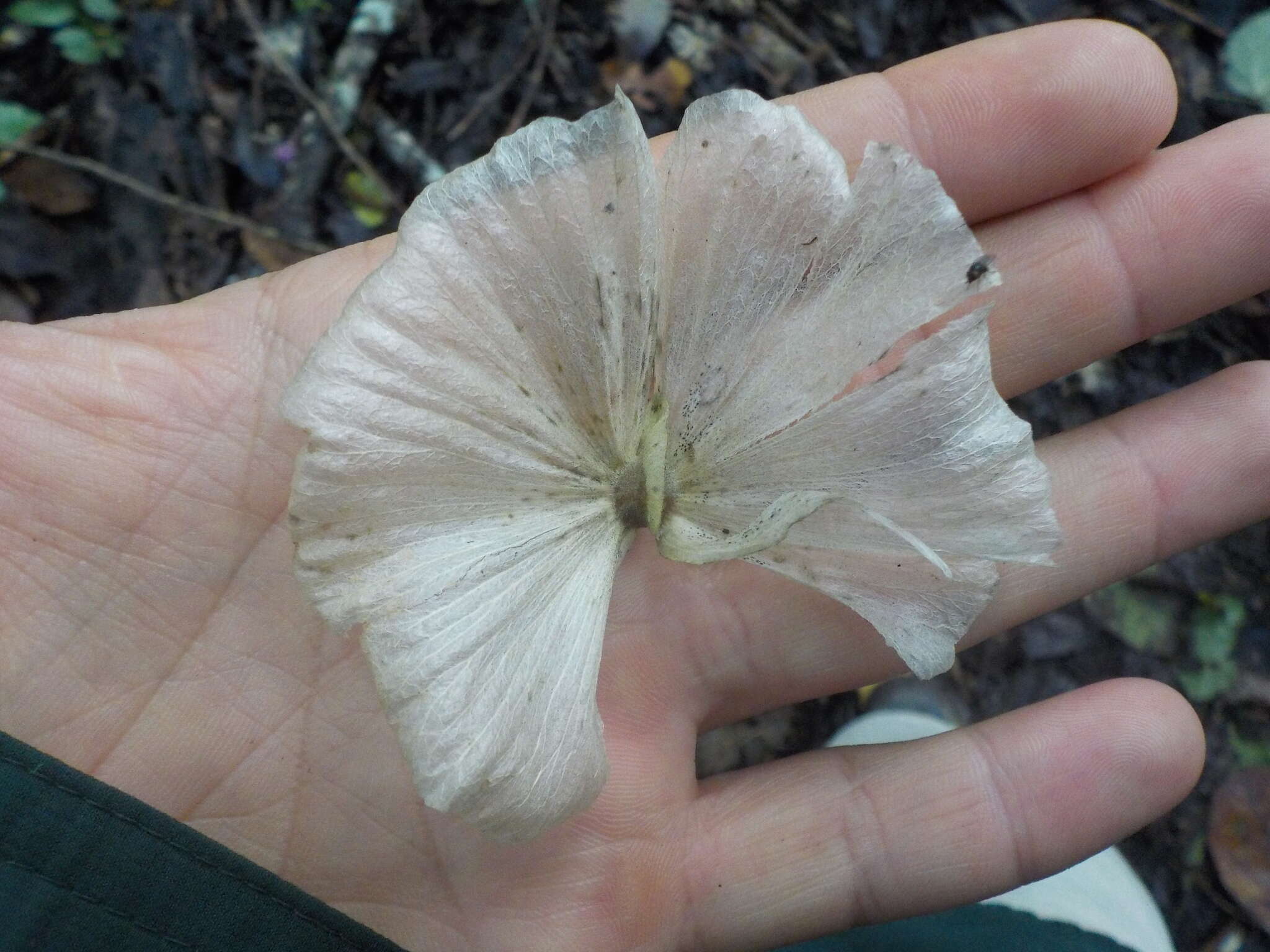 Image of Adelphia macrophylla (Rusby) W. R. Anderson