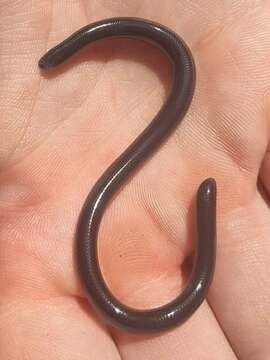 Image of Fornasini's Blind Snake