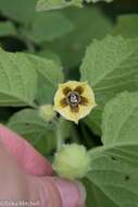 Imagem de Physalis heterophylla Nees