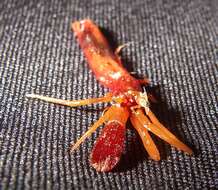 Image of toothshell hermit crab