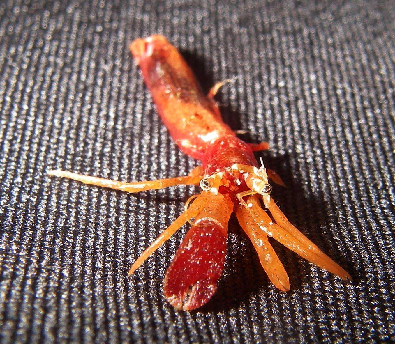 Image of toothshell hermit crab