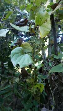 Image of Dioscorea sambiranensis subsp. sambiranensis