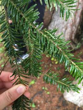 Image of Silver Fir