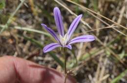 Image of Dwarf Brodiaea