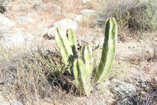 Image of senita cactus